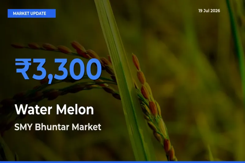 SMY Bhuntar Offers ₹3,300 – Highest Water Melon Rate Today