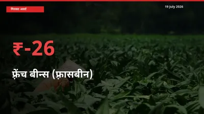 आज का मंडी भाव: फ़्रेंच बीन्स (फ़्रासबीन) के दाम मंडी में 26.09% नीचे