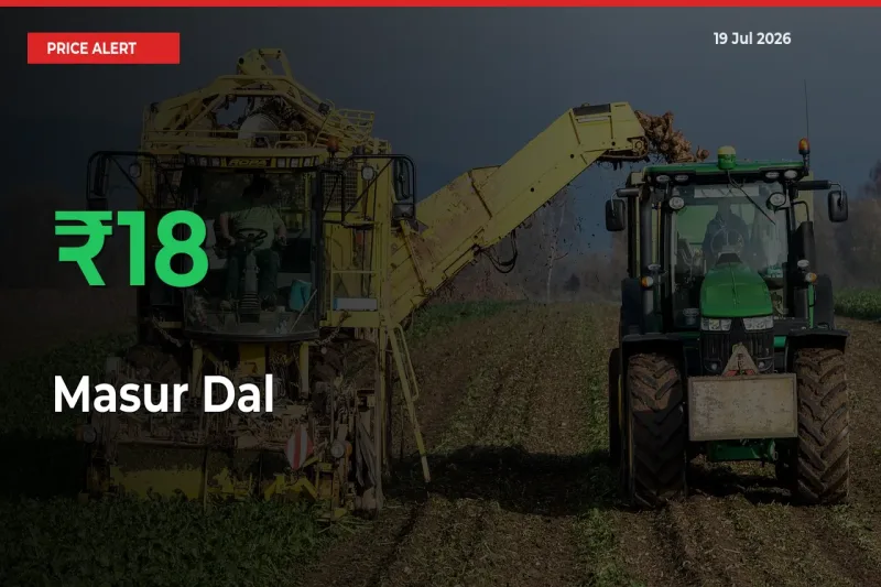 18.14% Spike in Masur Dal Prices – Mandi Sees Sudden Rally