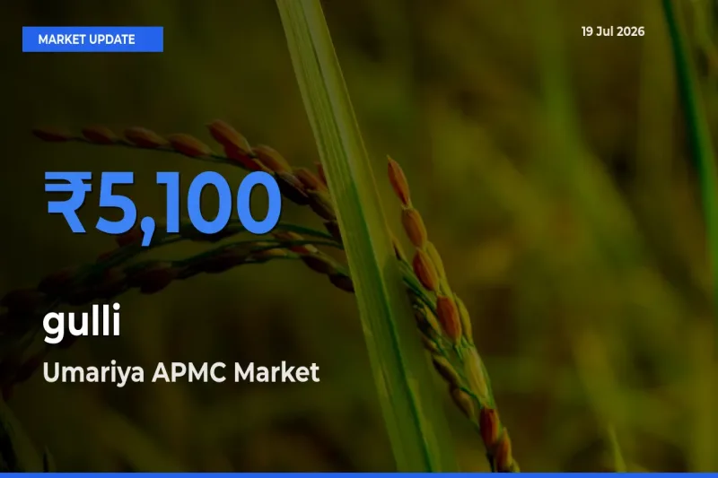 Market Watch: Umariya APMC Becomes Top Mandi for gulli