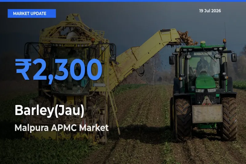 Farmers Prefer Malpura APMC as Barley(Jau) Hits Highest Rate