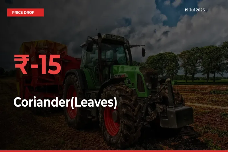 Farmers Alert as Coriander(Leaves) Prices Slide 15.3% in Local Mandis