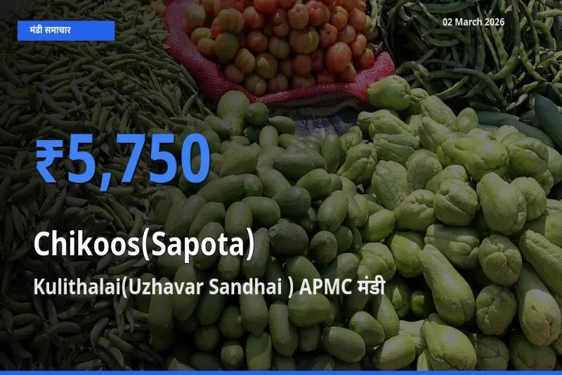 आज का मंडी भाव: Chikoos(Sapota) के सबसे ज़्यादा दाम Kulithalai(Uzhavar Sandhai ) APMC में