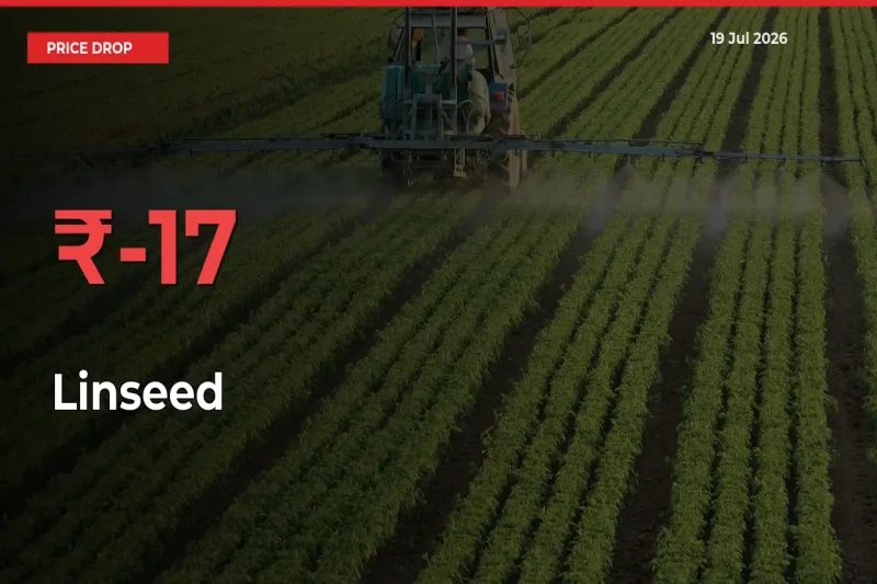 Linseed Falls 17.32% at Mandis