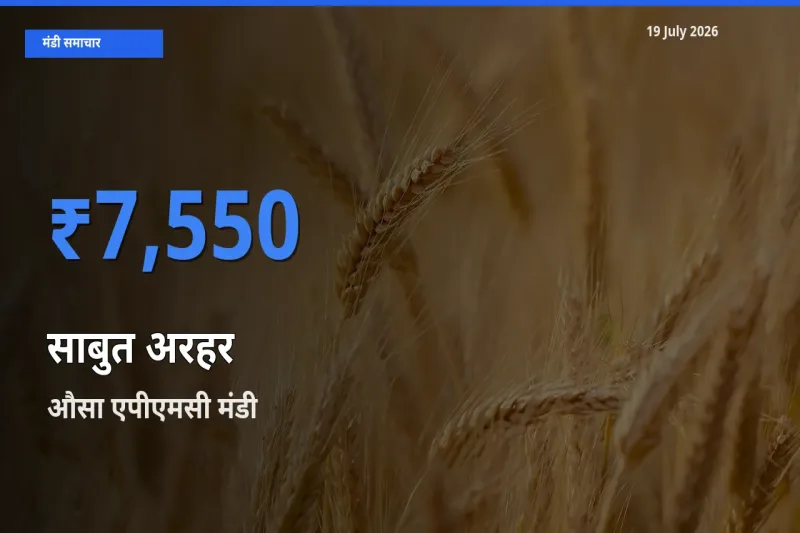 टॉप मंडी बना औसा एपीएमसी! साबुत अरहर के सबसे ऊँचे दाम यहीं दर्ज