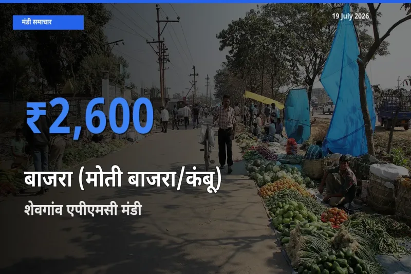 शेवगांव एपीएमसी मंडी में बाजरा (मोती बाजरा/कंबू) ₹2,600 पर पहुँचा – आज का सर्वोच्च भाव