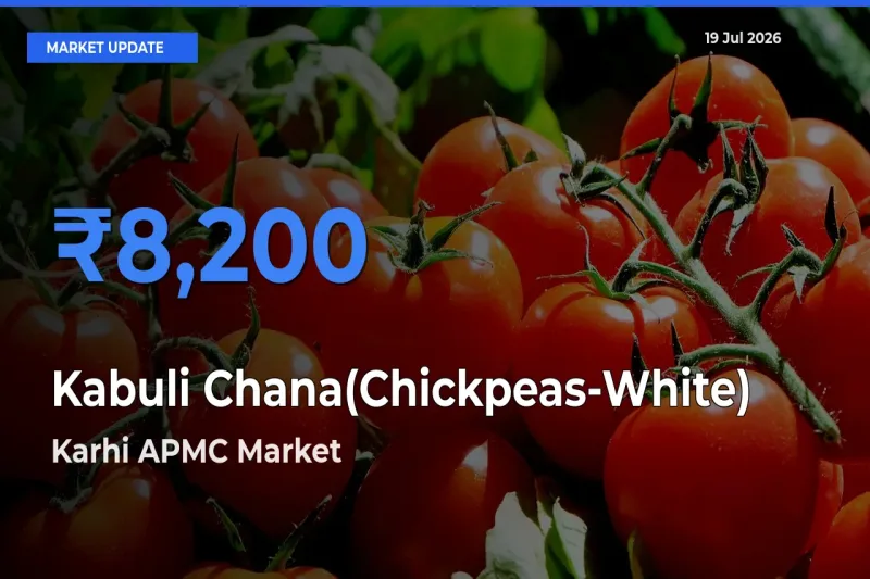 Karhi APMC Tops Kabuli Chana(Chickpeas-White) Rates – July 19 Market Update
