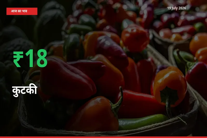 अचानक तेजी! मंडी में कुटकी के दाम 17.5% चढ़े