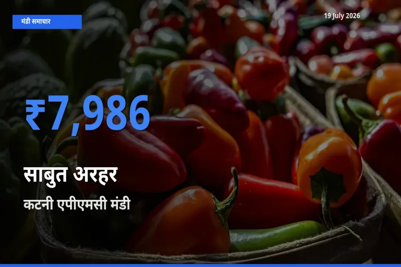 कटनी एपीएमसी मंडी में साबुत अरहर ₹7,986 पर पहुँचा – आज का सर्वोच्च भाव