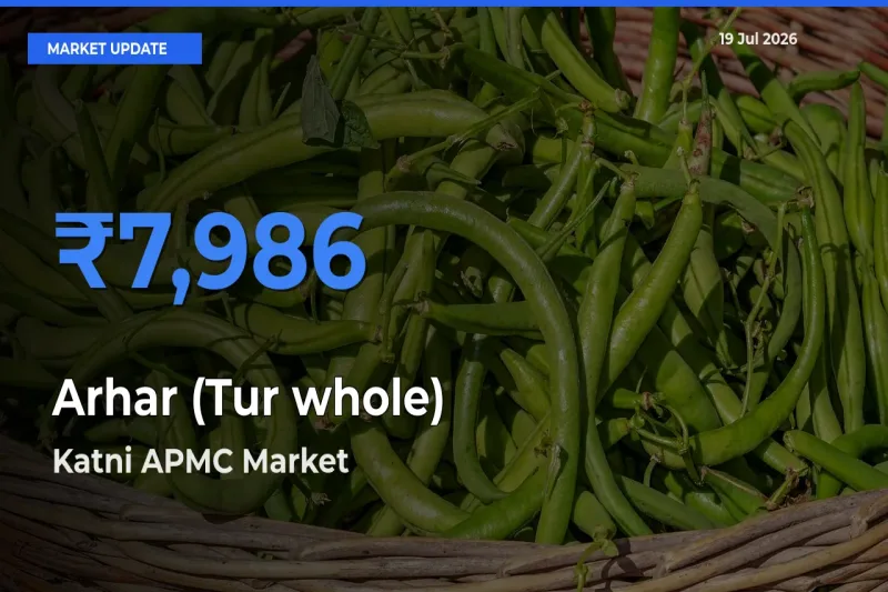 Arhar (Tur whole) Mandi Rate Today: Katni APMC Tops the List