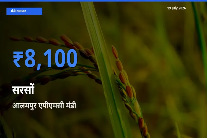 बाज़ार संकेत: आलमपुर एपीएमसी बना सरसों के लिए आज की टॉप मंडी