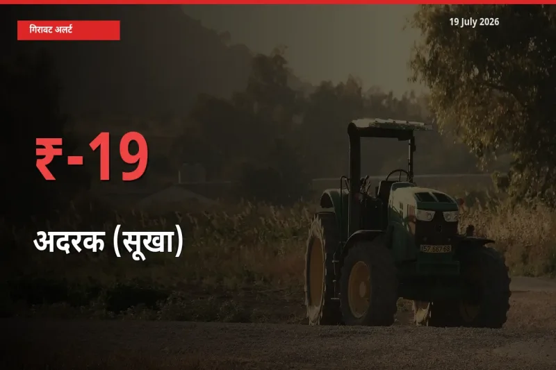 18.69% की गिरावट! मंडी में अदरक (सूखा) के दाम अचानक टूटे