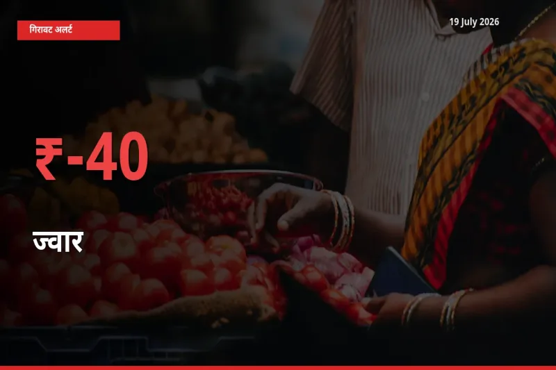 अचानक झटका! मंडी में ज्वार के दाम 40.1% टूटे