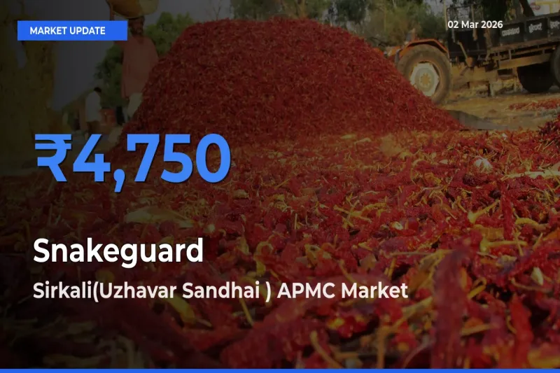 Snakeguard Mandi Rate Today: Sirkali(Uzhavar Sandhai ) APMC Tops the List