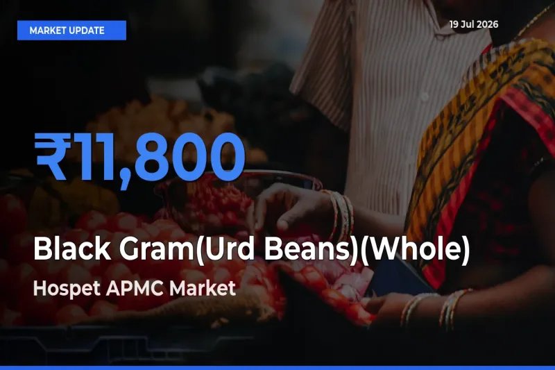 Market Watch: Hospet APMC Becomes Top Mandi for Black Gram(Urd Beans)(Whole)