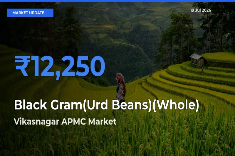 Black Gram(Urd Beans)(Whole) Mandi Rate Today: Vikasnagar APMC Tops the List