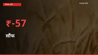सौंफ के दाम प्रमुख मंडी में 56.64% गिरे, 24 घंटे में बड़ा बदलाव