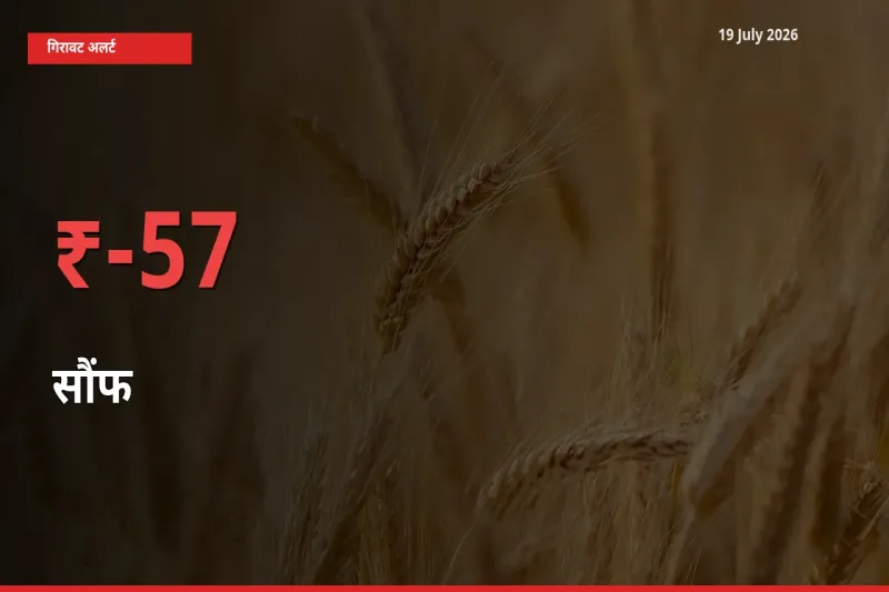सौंफ के दाम प्रमुख मंडी में 56.64% गिरे, 24 घंटे में बड़ा बदलाव