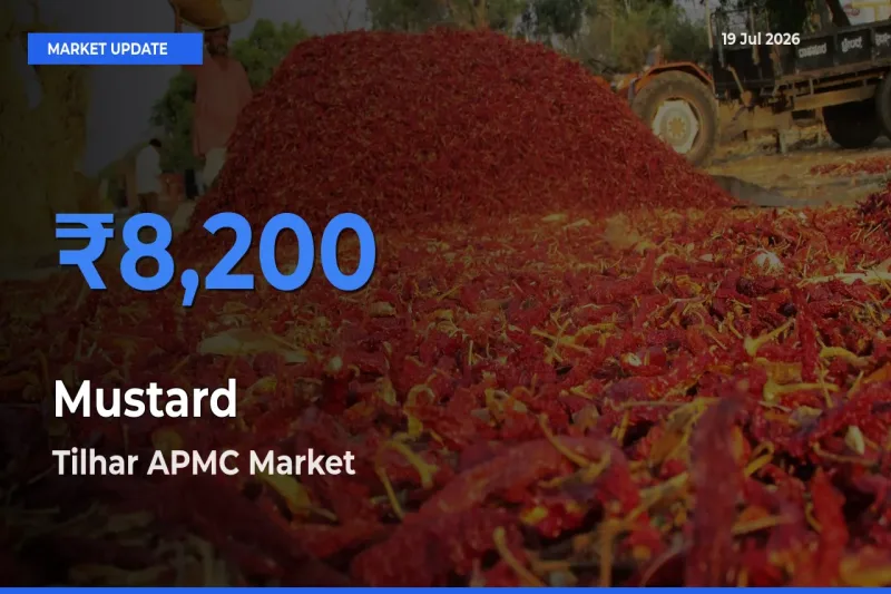 Tilhar APMC Leads as Top Mandi for Mustard Prices