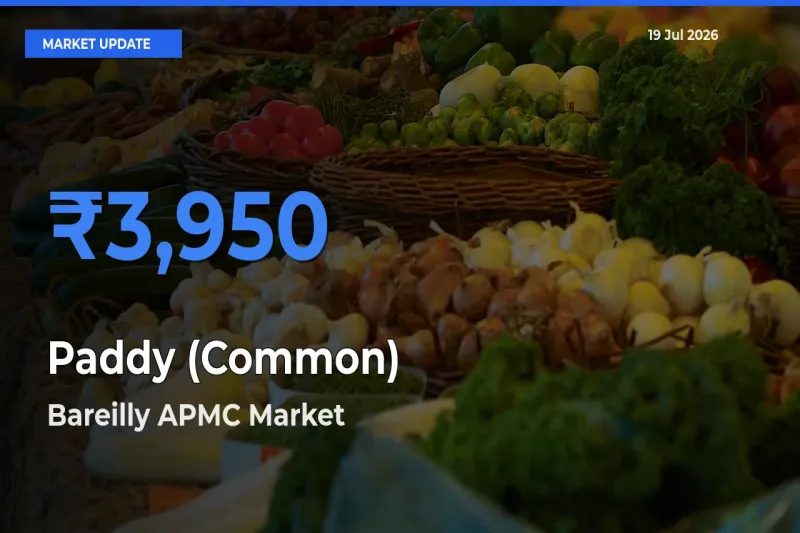 Paddy (Common) Mandi Rate Today: Bareilly APMC Tops the List