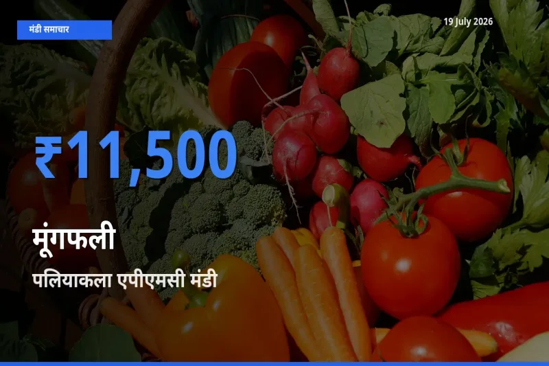 पलियाकला एपीएमसी मंडी में आज मूंगफली के सबसे ऊँचे दाम दर्ज