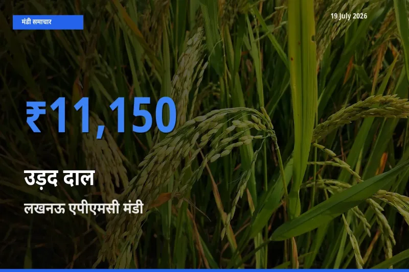 बाज़ार संकेत: लखनऊ एपीएमसी बना उड़द दाल के लिए आज की टॉप मंडी
