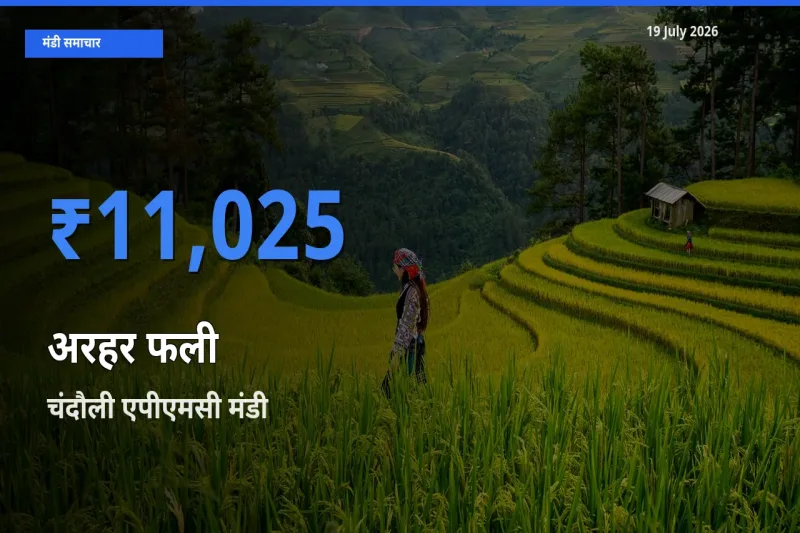आज का मंडी भाव: अरहर फली के सबसे ज़्यादा दाम चंदौली एपीएमसी में