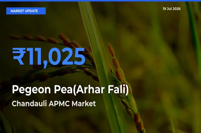 Farmers Prefer Chandauli APMC as Pegeon Pea(Arhar Fali) Hits Highest Rate