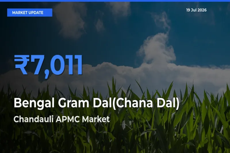 Chandauli APMC Emerges as Top Mandi for Bengal Gram Dal(Chana Dal) Prices Today
