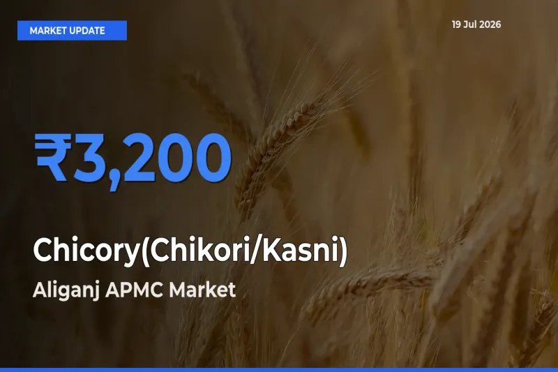 Aliganj APMC Leads as Top Mandi for Chicory(Chikori/Kasni) Prices