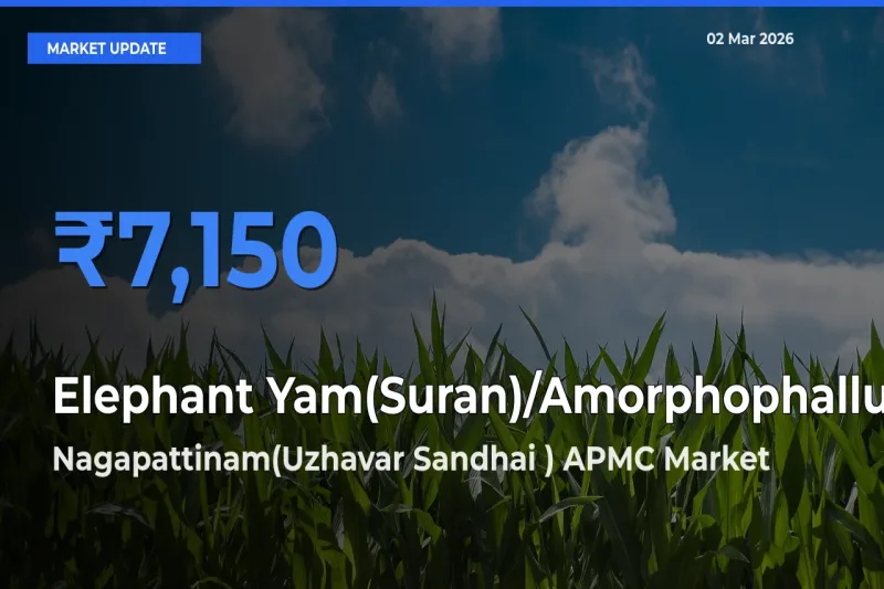 Nagapattinam(Uzhavar Sandhai ) APMC Emerges as Top Mandi for Elephant Yam(Suran)/Amorphophallus Prices Today