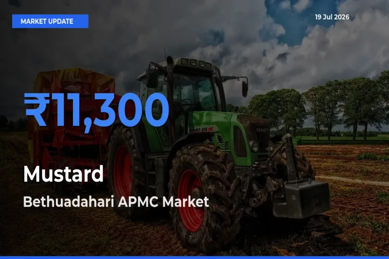 Top Performer! Bethuadahari APMC Offers Best Mustard Price Today
