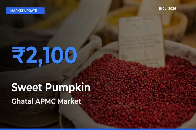 Top Performer! Ghatal APMC Offers Best Sweet Pumpkin Price Today