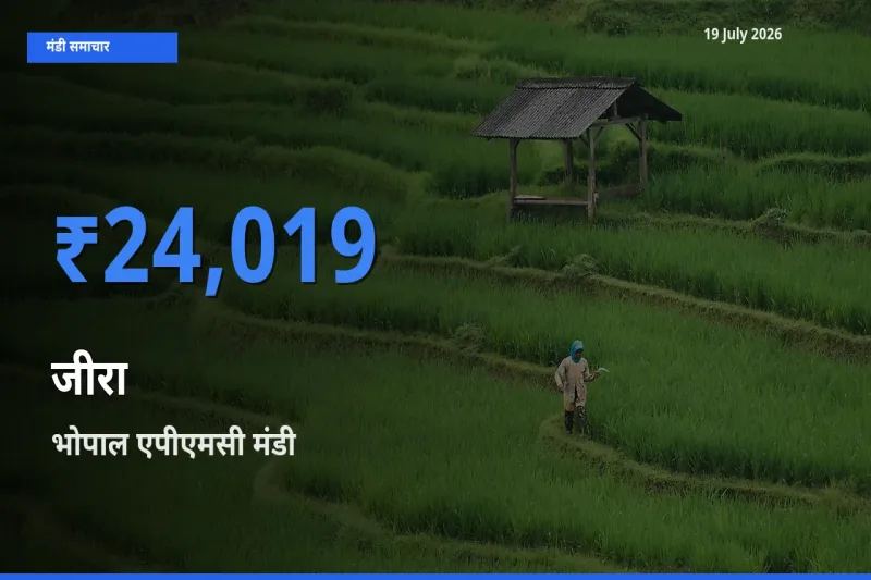 टॉप मंडी बना भोपाल एपीएमसी! जीरा के सबसे ऊँचे दाम यहीं दर्ज