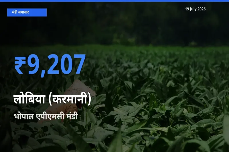 बाज़ार संकेत: भोपाल एपीएमसी बना लोबिया (करमानी) के लिए आज की टॉप मंडी