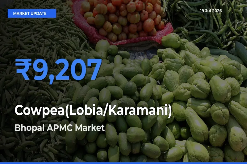 Bhopal APMC Records Highest ₹9,207 Rate for Cowpea(Lobia/Karamani)