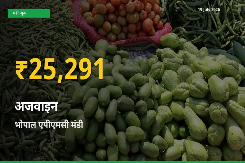 अजवाइन के दामों में रिकॉर्ड तेज़ी, भोपाल एपीएमसी