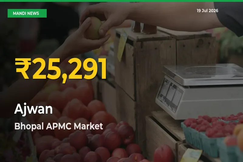 Fresh Record! Ajwan Price Climbs to New High in Bhopal APMC