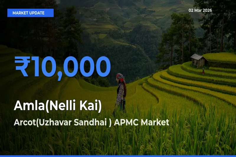 Top Performer! Arcot(Uzhavar Sandhai ) APMC Offers Best Amla(Nelli Kai) Price Today