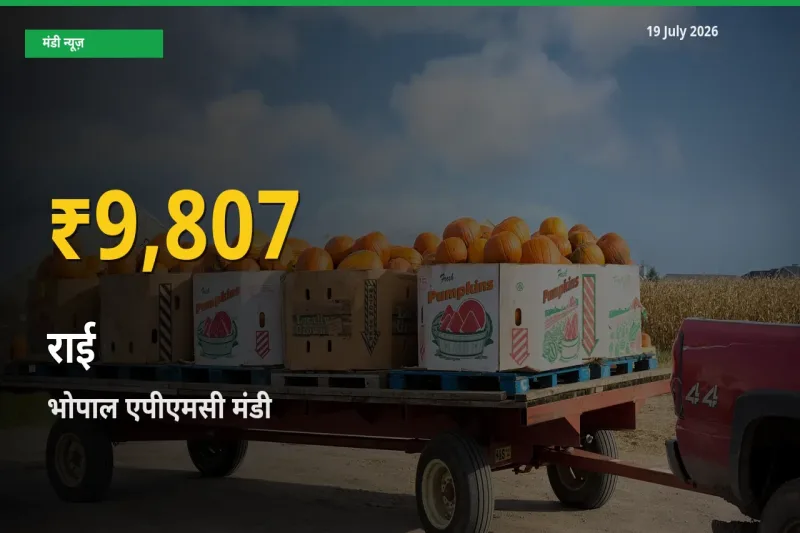 आज भोपाल एपीएमसी में राई के दाम रिकॉर्ड स्तर पर, ताज़ा मंडी भाव जानें