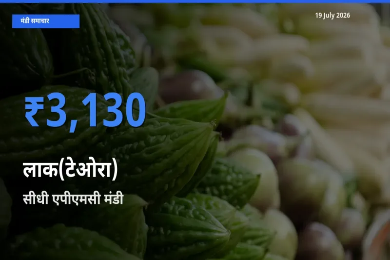 टॉप मंडी बना सीधी एपीएमसी! लाक(टेओरा) के सबसे ऊँचे दाम यहीं दर्ज