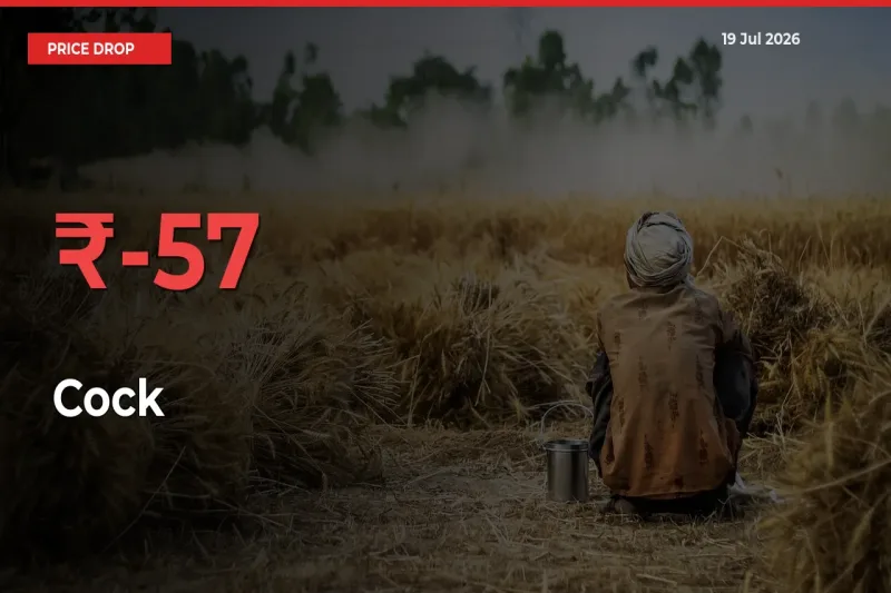 56.56% Drop in Cock Prices – Mandi Sees Sudden Fall