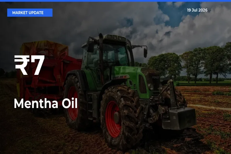 Mentha Oil Trend Strengthens Across Major Mandis