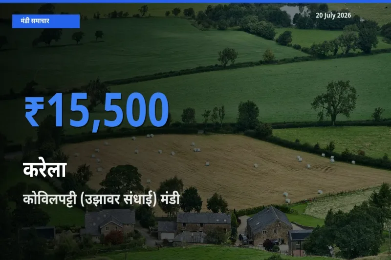आज का मंडी भाव: करेला के सबसे ज़्यादा दाम कोविलपट्टी (उझावर संधाई) में