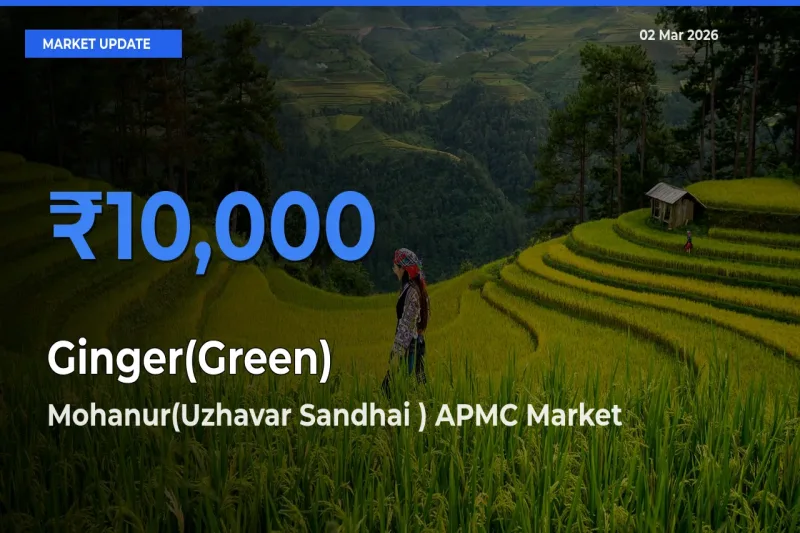 Mohanur(Uzhavar Sandhai ) APMC Tops Ginger(Green) Mandi Rates Today