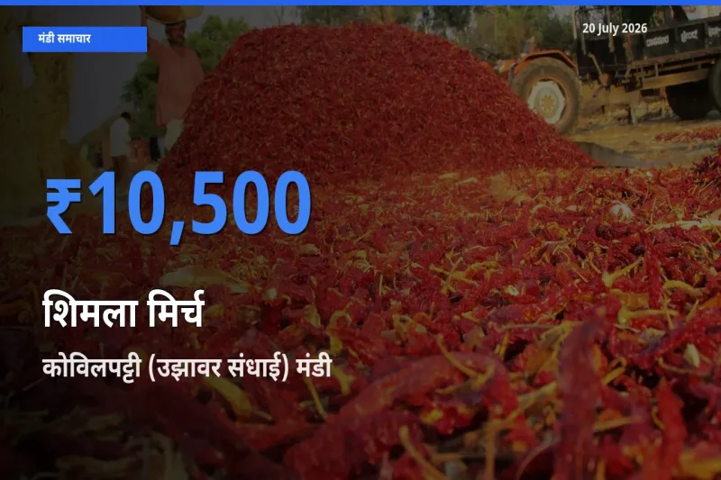 आज का मंडी भाव: शिमला मिर्च के सबसे ज़्यादा दाम कोविलपट्टी (उझावर संधाई) में