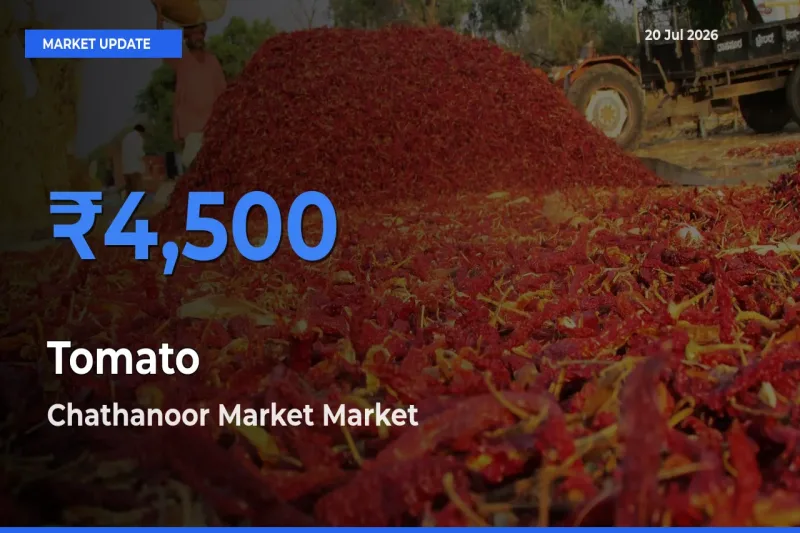 Chathanoor Market Tops Tomato Rates – July 20 Market Update