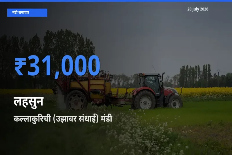 20 July अपडेट: लहसुन के सबसे ऊँचे दाम कल्लाकुरिची (उझावर संधाई) मंडी में