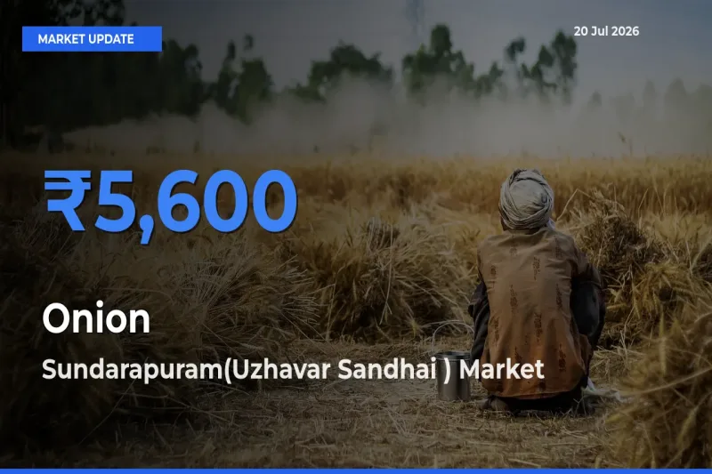 Sundarapuram(Uzhavar Sandhai ) Leads as Top Mandi for Onion Prices