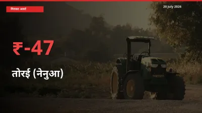 आज का मंडी भाव: तोरई (नेनुआ) के दाम मंडी में 47.46% नीचे